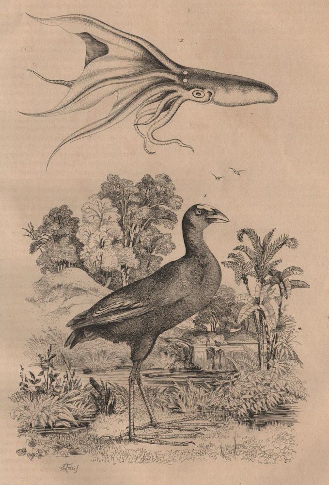 Poule Sultane (Purple Swamphen). Poulpe voile (Glowing sucker octopus) 1834